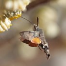 Macroglossum stellatarum